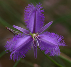 Thysanotus tuberosus tuberosus
