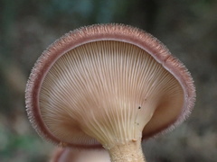 Panus natarajanianus