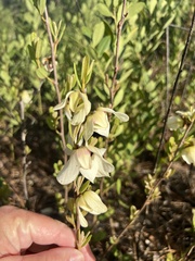 Asimina reticulata
