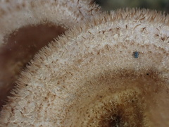 Panus natarajanianus