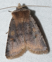 Cerastis faceta