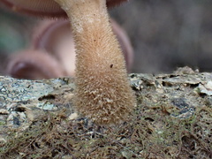 Panus natarajanianus