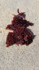 Chondracanthus
