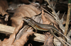 Trachylepis maculilabris