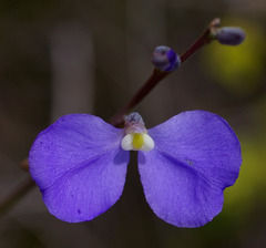 Comesperma sphaerocarpum