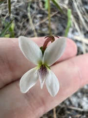 Viola vittata