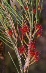 Allocasuarina littoralis