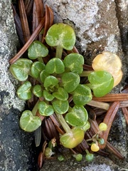 Cochlearia groenlandica