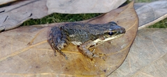 Crossodactylus caramaschii
