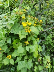 Delairea odorata