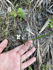 Viola vittata