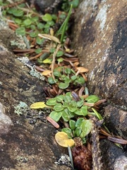 Cochlearia groenlandica
