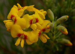 Dillwynia floribunda