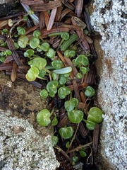 Cochlearia groenlandica