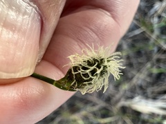 Fuirena scirpoidea