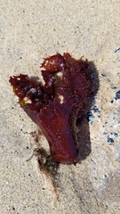 Chondracanthus