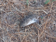 Sigmodon mascotensis