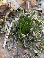 Ornithogalum umbellatum