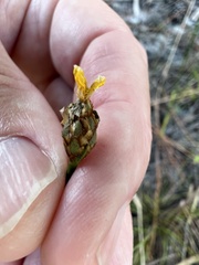 Xyris elliottii