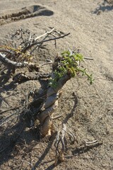 Echinophora spinosa