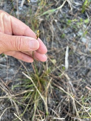Xyris elliottii