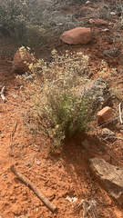 Gutierrezia sarothrae