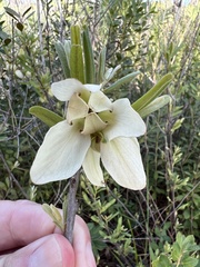 Asimina reticulata