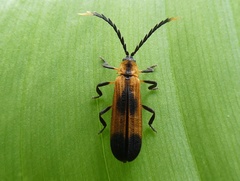 Lycinae