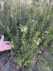 Asimina reticulata