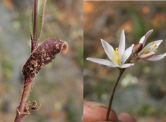 Ornithogalum hispidum