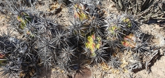 Corynopuntia invicta