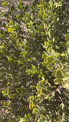 Arctostaphylos montana