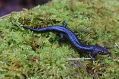 Desmognathus ocoee