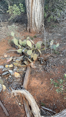 Opuntia littoralis