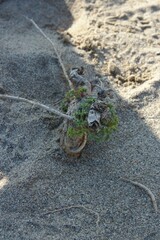 Echinophora spinosa