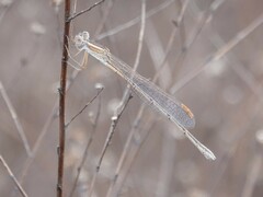Lestes alacer