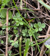 Trifolium dubium