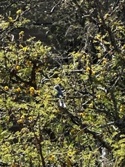 Vachellia schaffneri