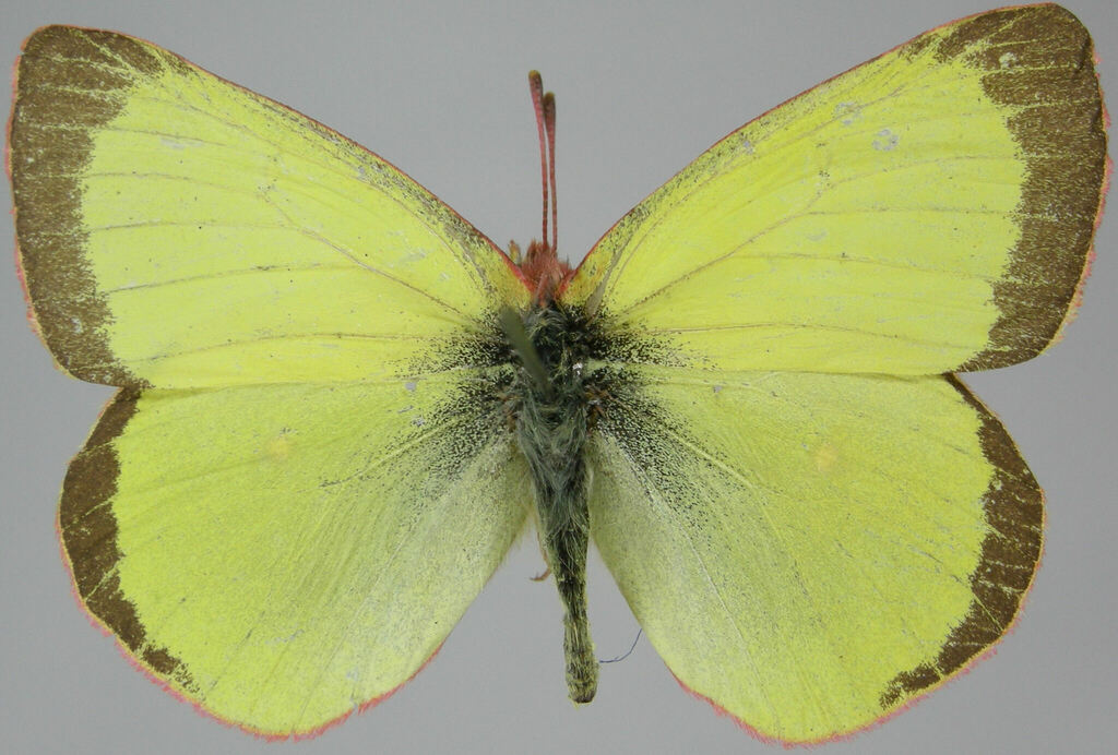Pelidne Sulphur from L'Anse Au Clair, NL A0K 3K0, Canada on July 1