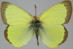 Colias pelidne