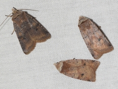 Cerastis faceta