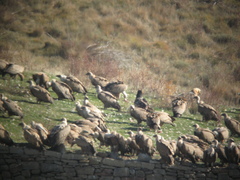 Gypaetus barbatus barbatus