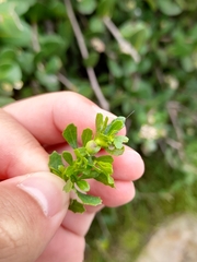 Rhopalomyia californica