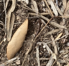 Parajulidae