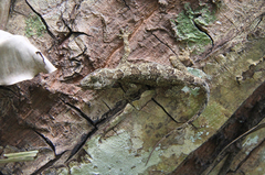 Hemidactylus platycephalus