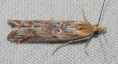 Ancylosis cinnamomella