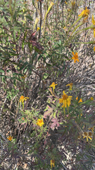 Tagetes lemmonii