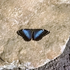 Morpho helenor achillides