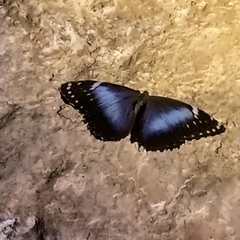 Morpho helenor achillides