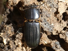 Passalus interstitialis